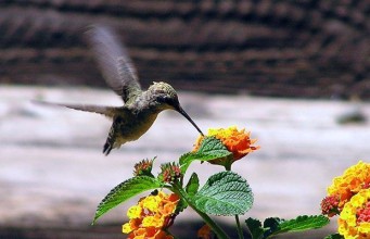 fresh content and hummingbird credit findandconvert.com